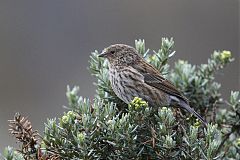Plumbeous Sierra Finch